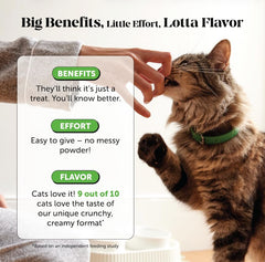 Pet Honesty cat probiotics chews with after-antibiotics usage illustration