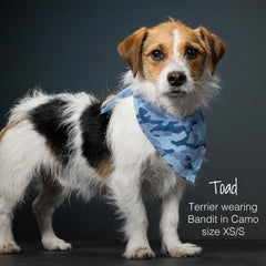 Pet Passion Bandit adjustable-bandana shows easy on-off and a secure, comfy fit.