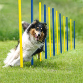 Pet Prime weave poles for backyard agility training enhance coordination and focus during play.