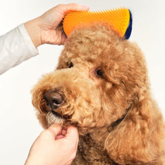 Pet Teezer detangling brush on wet fur for gentle brushing