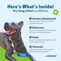 Pet Wellbeing Young at Heart dropper dispense enables precise, convenient administration.