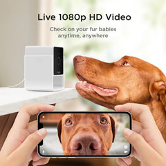 Petcube Pack-2 1080p live video delivers clear viewing for pets at play.