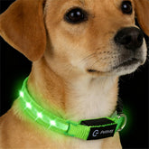 PetIsay LED dog collar green worn by a small dog for high-visibility night walks.