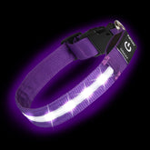 PetIsay Super Bright LED dog collar on a dog during night walk for enhanced visibility