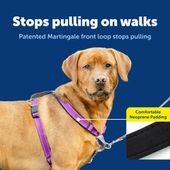 PetSafe 3-in-1 harness shown with back attachment for comfortable runs