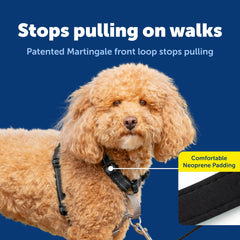 PetSafe 3 in 1 harness seatbelt loop secures your dog in the car