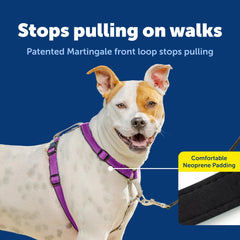 PetSafe 3-in-1 harness seatbelt loop keeps dog secure in car.