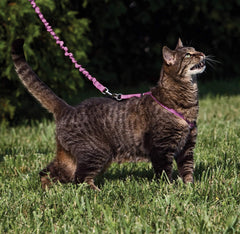 PetSafe Come With Me Kitty Bungee Leash shows stretch and gentle restraint.