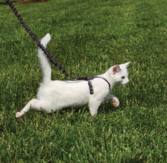 PetSafe harness close-up highlights comfortable shoulder straps for cats.