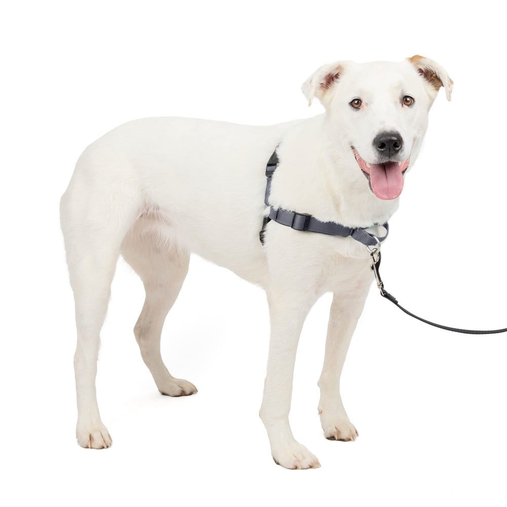 PetSafe Easy Walk Deluxe front clip harness for gentle steering during walks