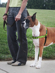 PetSafe Easy Walk Deluxe harness neoprene-pads provide cool comfort during longer strolls