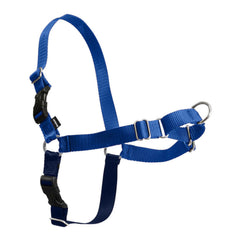 PetSafe Easy Walk front-clip harness on dog, royal blue, reduces pulling.