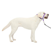 PetSafe Gentle Leader headcollar nose loop for comfortable training and reduced pulling