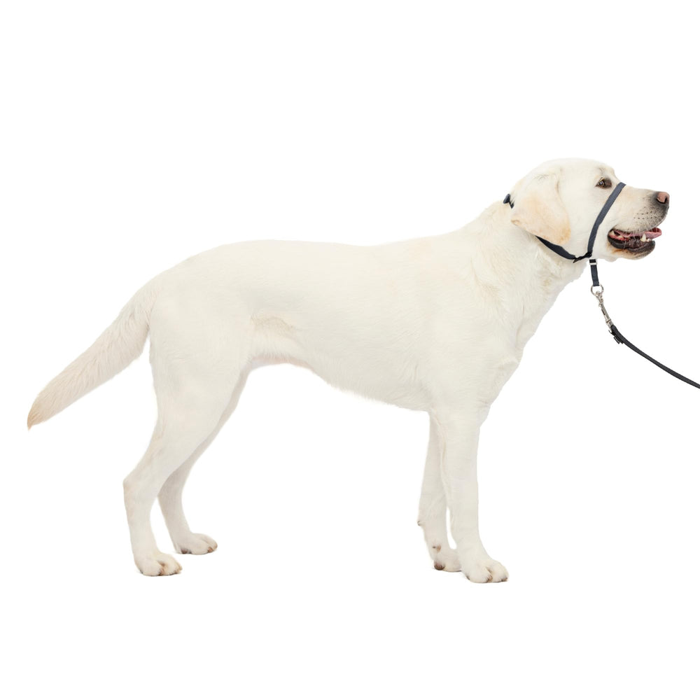 PetSafe Gentle Leader nose loop headcollar for comfortable no-pull training