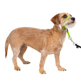 PetSafe Gentle Leader headcollar with nose loop for calmer, controlled walks.