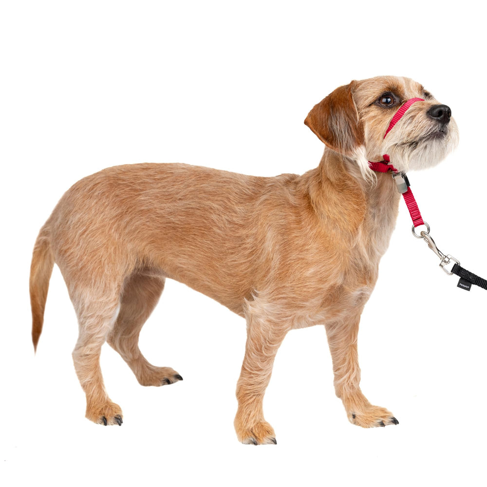 PetSafe Gentle Leader headcollar with nose loop for easier control during walks