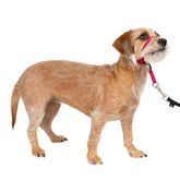 PetSafe Gentle Leader headcollar with nose loop for easier control during walks