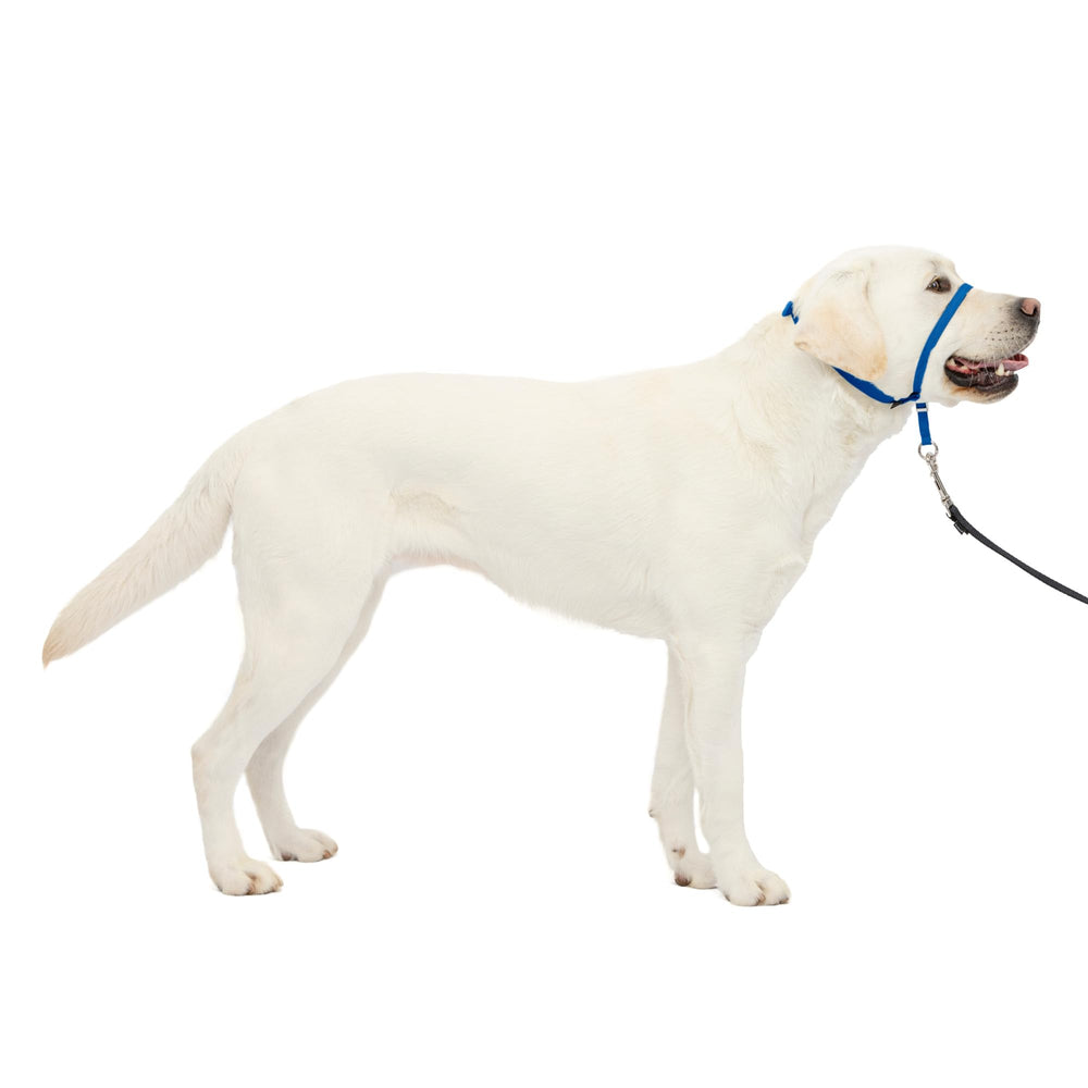 PetSafe Gentle Leader nose-loop headcollar reduces pulling during walks.