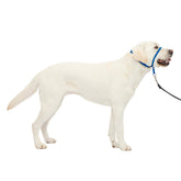 PetSafe Gentle Leader nose-loop headcollar reduces pulling during walks.