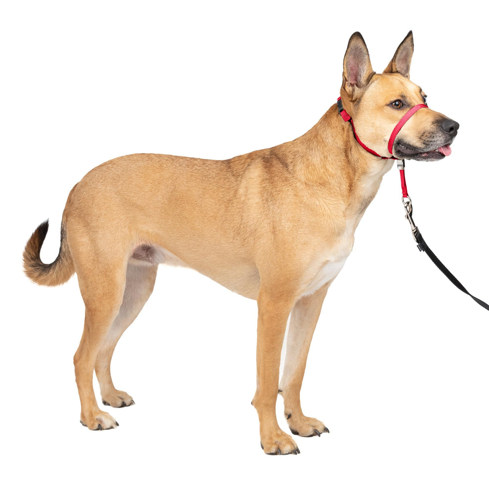 PetSafe Gentle Leader nose loop closeup demonstrates comfortable fit for calmer walks.