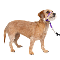 PetSafe Gentle Leader nose loop closeup for gentle control during walks