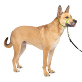 PetSafe Gentle Leader nose-loop closeup showing padded, comfortable design for calm walks