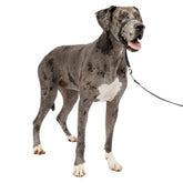 PetSafe Gentle Leader nose loop closeup shows padded comfort for no-pull walks.