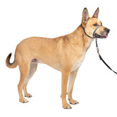 PetSafe Gentle Leader nose loop enables easier, pull-free walks.