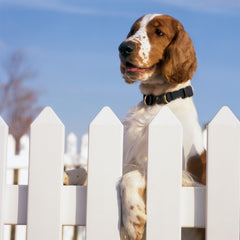 PetSafe KeepSafe collar shows adjustable fit for different dog sizes.
