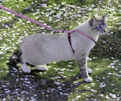 PetSafe kitty harness adjustment points enable a snug, comfortable fit