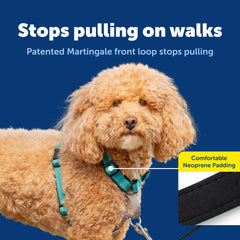 PetSafe top-handle harness provides quick control and lifting assistance outdoors