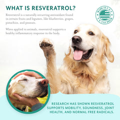 PetThrive ingredients label on bottle highlights glucosamine, chondroitin, hyaluronic acid.