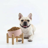 Petygooing khaki raised 15-degree tilted bowl improves meal access for small pets