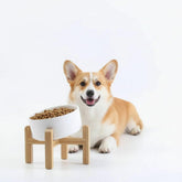 Petygooing white elevated tilted bowl with 15 degree design for easier feeding