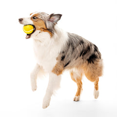 Playology durable rubber dog ball withstands indoor and outdoor play.
