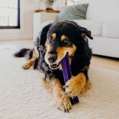 Playology encapsiscent technology toy releasing scent with each chew