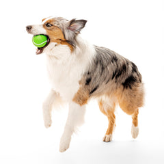 Floating Playology ball is ideal for water fetch in pools.