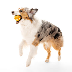 Playology floating dog ball designed for water fetch and pool days.