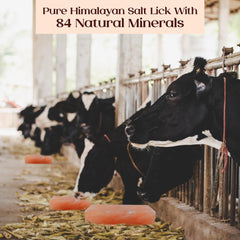 POHS Himalayan salt lick block in pasture setup shows durable, long-lasting mineral source.