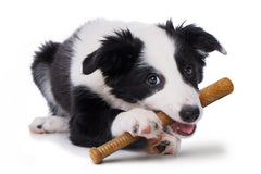 Powerbone bacon-flavored chew enhances engagement during chewing sessions.