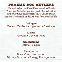 Prairie Dog Antlers hand harvested β responsibly sourced North American antlers.