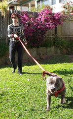 Primal Pet Gear heavy-duty nylon weave shown, built to last outdoor adventures
