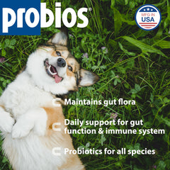 Probios Digestive Support powder dissolving in water for mix-in feeding.