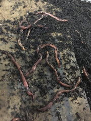 Protogro Red Wigglers worm food pellets for balanced nutrition.