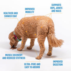 Prymal Pets eggshell membrane collagen powder beside a dog dish for effortless mixing.