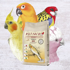 Psittacus Mini pellets offered to a conure during feeding, supporting variety.