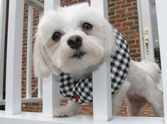 Puppy Bumpers black and white check keeps small dogs safely near fences.