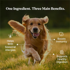 PupRx Colostrum texture close-up highlights powder quality and purity.