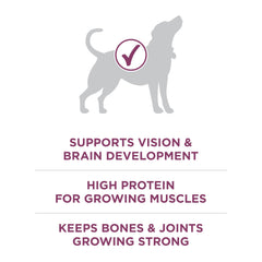 Purina ONE Plus Healthy Puppy Formula bowl with kibble demonstrates balanced nutrition for energy.