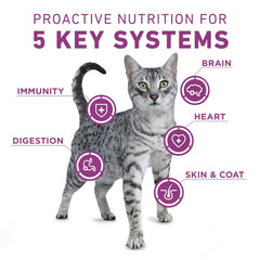 Purina ONE Plus Whole Body Support chicken kibble closeup shows a crunchy texture cats crave for tasty meals.